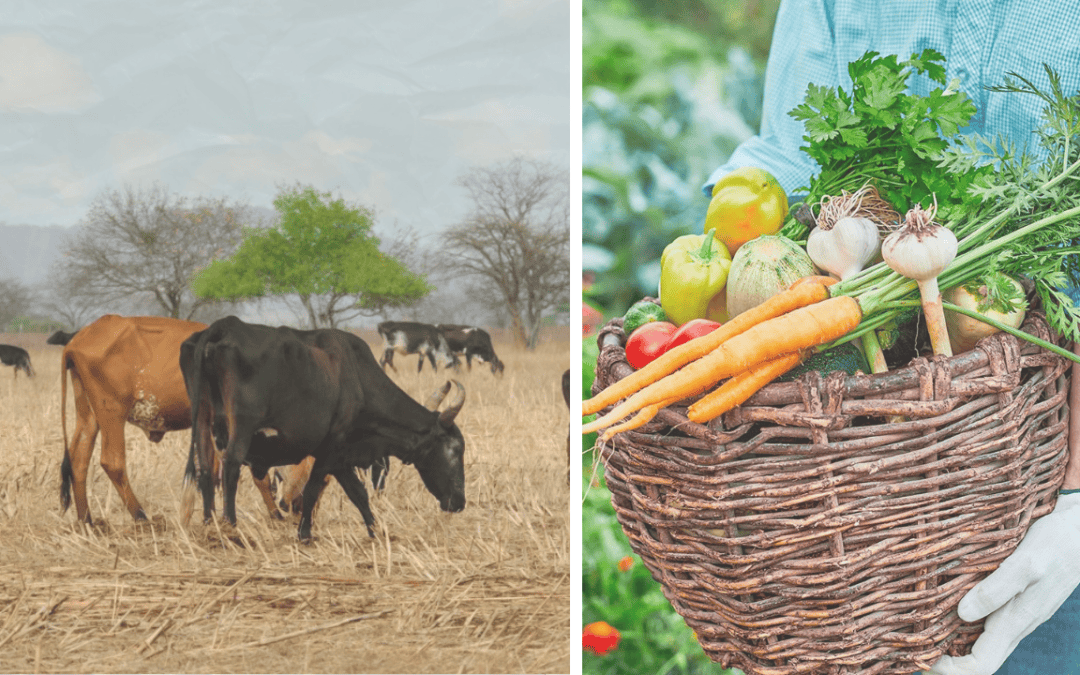 Plant-Based Eating: How Your Plate Can Save the Planet