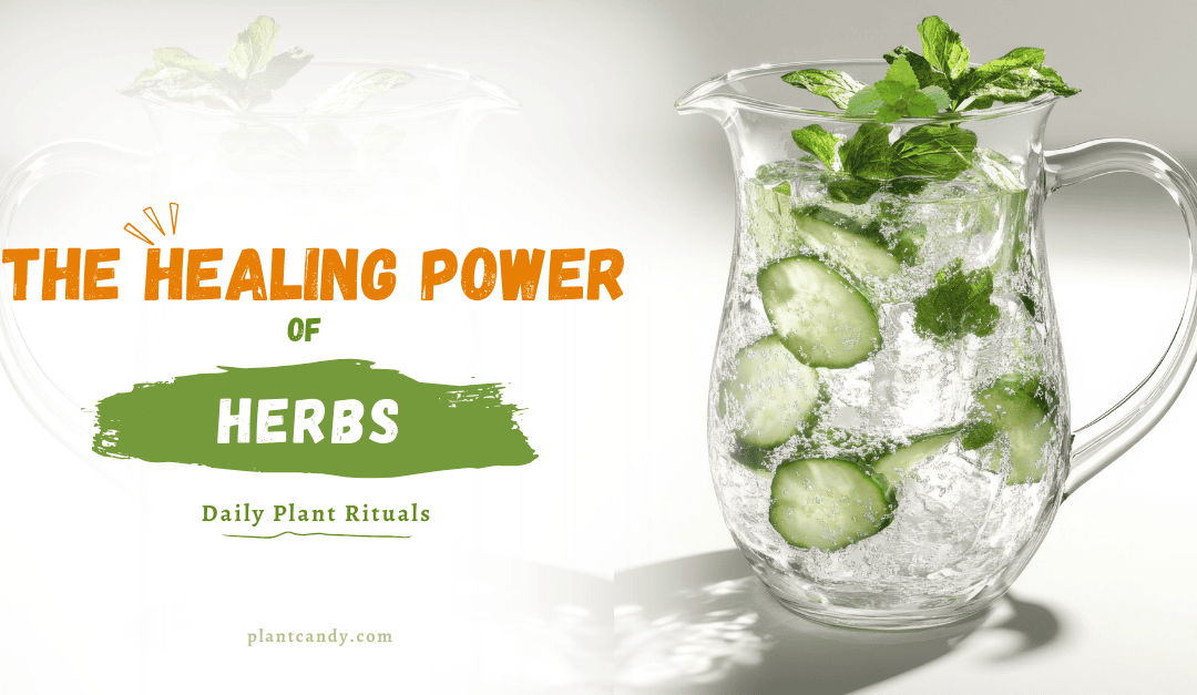 The Healing Power of Herbs – Daily Plant Rituals